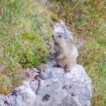 andreabrussi.it - Marmotte passo Giau