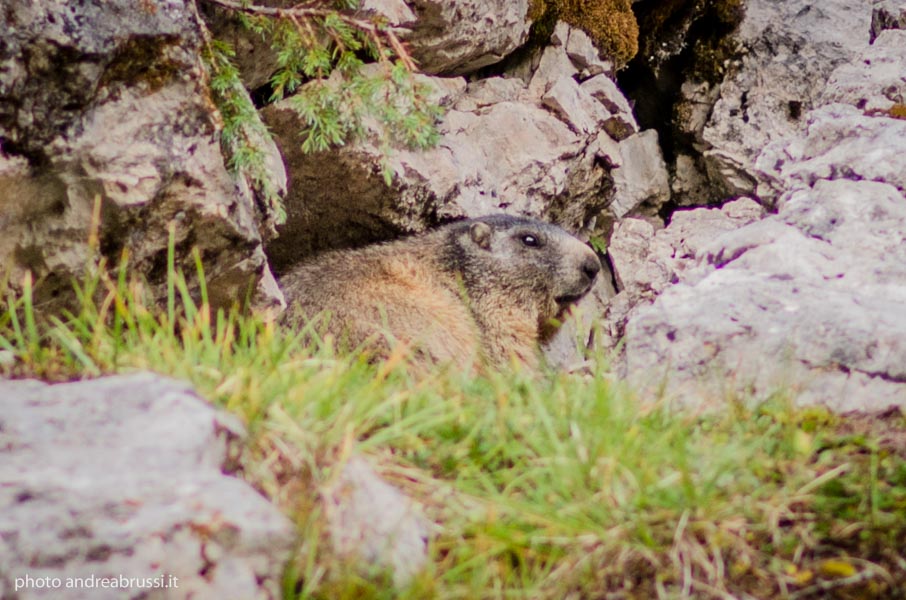 andreabrussi.it - Marmotte passo Giau